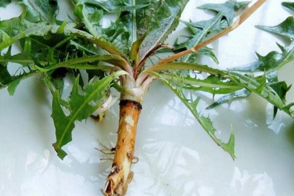 蒲公英的病害防治，常見病害以及防治方法