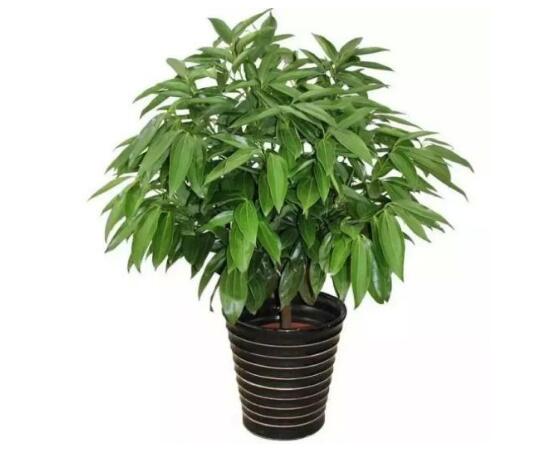 平安樹怎么養(yǎng)才茂盛，平安樹的養(yǎng)殖方法