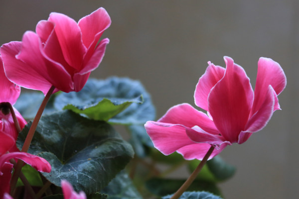 仙客來的繁殖方法，播種繁殖/切莖繁殖/組織繁殖