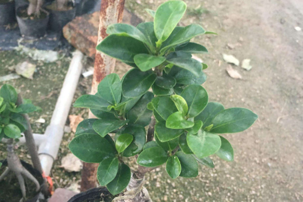 小榕樹(shù)的養(yǎng)殖方法和注意事項(xiàng)，澆水灌溉保持土壤濕潤(rùn)