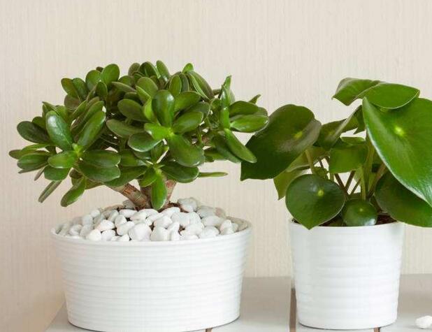 玉樹的葉子發(fā)軟發(fā)黃，防止這些問題發(fā)生的解決方法