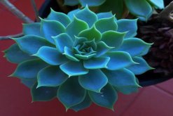 寶石花有什么作用，寶石花的四種作用