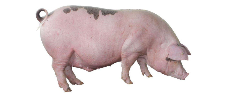 怎么養(yǎng)豬省錢長得又快