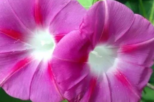 牽?；槭裁匆捞俨拍荛_(kāi)花