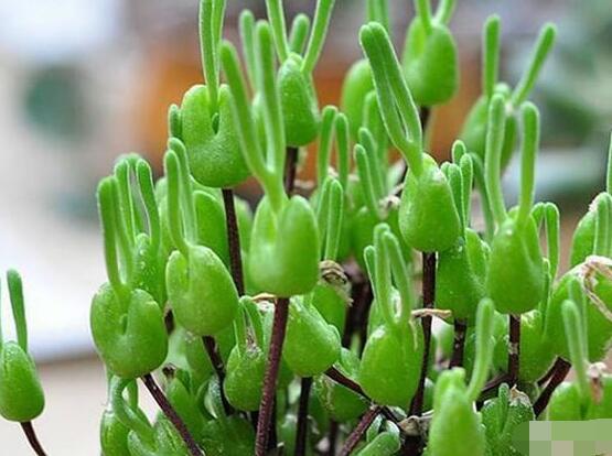 碧光環(huán)發(fā)芽后要澆水嗎，需要/只需要保持濕潤環(huán)境即可