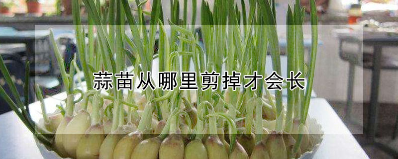 蒜苗從哪里剪掉才會(huì)長(zhǎng)