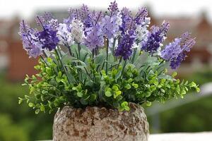 薰衣草怎么扦插，薰衣草的繁殖方法