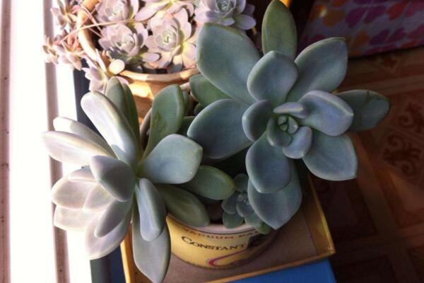 寶石花光照和溫度處理，夏季遮陰冬季向陽