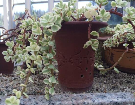 雅樂之舞怎么澆水，做到澆則澆透原則/忌積水