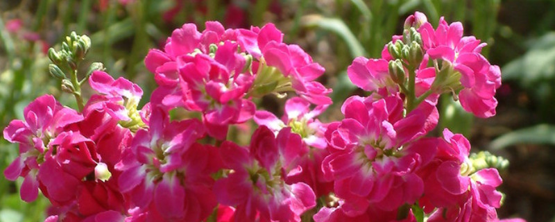 紫羅蘭為啥不開(kāi)花