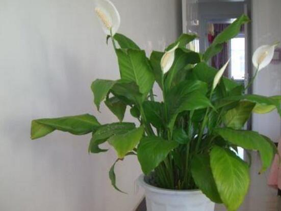 一帆風(fēng)順葉子下垂，四種原因以及解決辦法