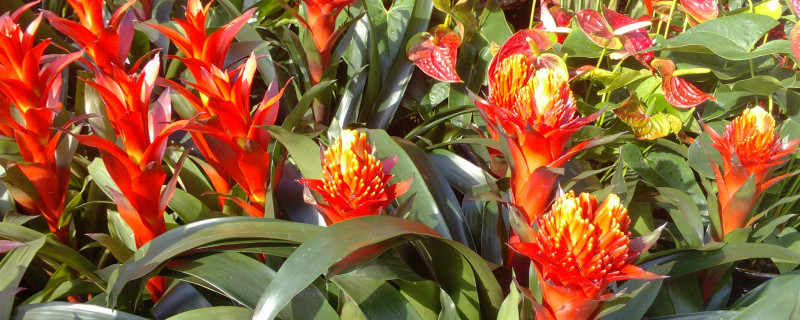 鴻運(yùn)當(dāng)頭小苗幾年開(kāi)花