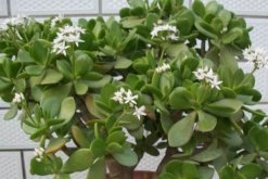 燕子掌的花有毒么，汁液帶有一定的毒性