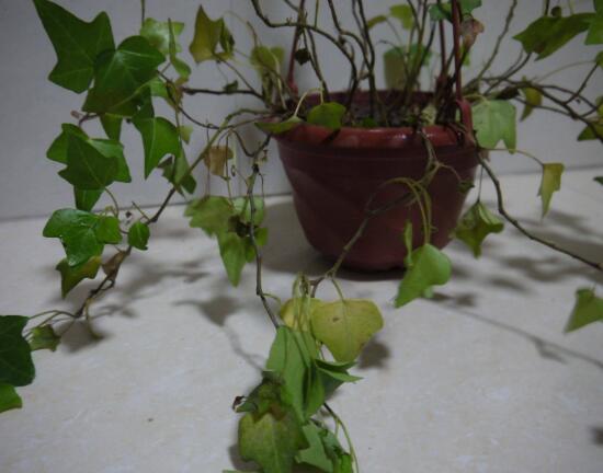 常春藤葉子發(fā)黃的原因有三，讓它重新恢復(fù)生機(jī)