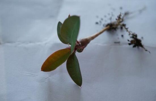 虎刺梅的繁殖方法，教你兩種最常用的繁殖方法(扦插與組培)