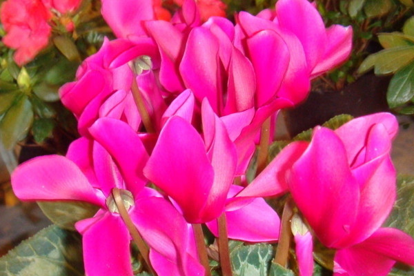 仙客來(lái)的花怎么都耷拉下來(lái)了