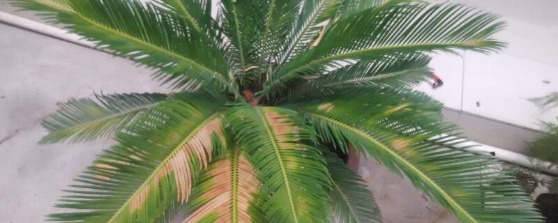 鐵樹怎么養(yǎng)