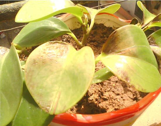 碧玉葉子發(fā)黃怎么辦，教你五步讓它重新恢復(fù)生機(jī)