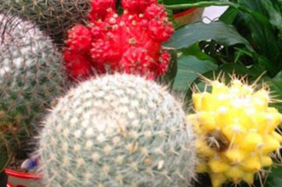 仙人掌的果實(shí)能吃嗎，食用可清熱解毒、養(yǎng)顏?zhàn)o(hù)膚