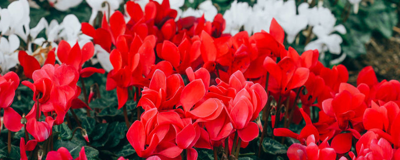 農(nóng)村家中該怎么水培仙客來(lái)