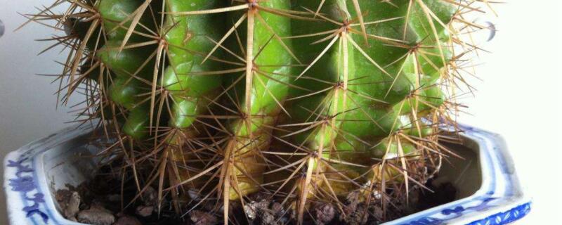 仙人球播種出苗后養(yǎng)護