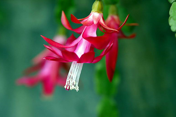 葉仙嫁接蟹爪蘭的養(yǎng)殖方法和注意事項(xiàng)