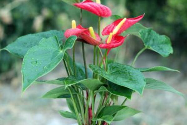 室內(nèi)紅掌的養(yǎng)殖方法