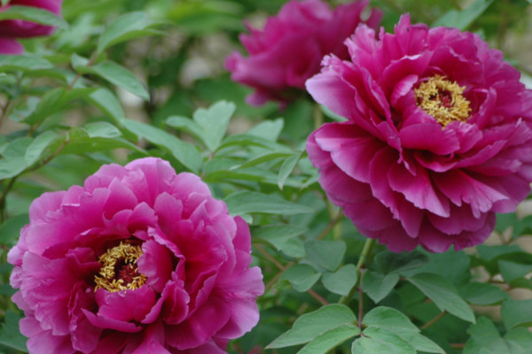 初冬牡丹移栽技術(shù)