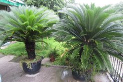 鐵樹施什么肥最好，施一些稀薄的復(fù)合液肥即可