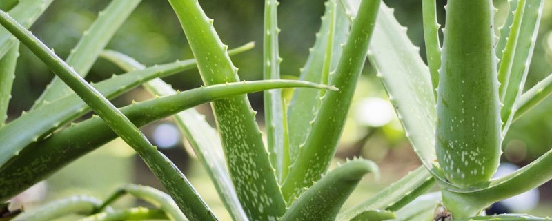 蘆薈怎么培養(yǎng)小苖