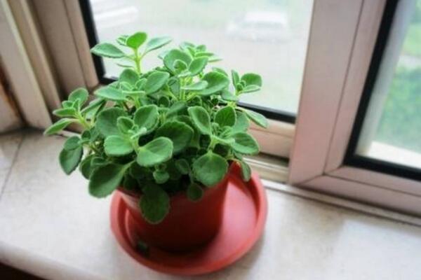 植物碰碰香的養(yǎng)殖方法，光照充足是碰碰香生長的關(guān)鍵