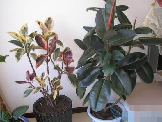 橡皮樹的好處，六大好處深受喜愛