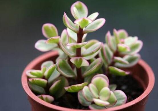 雅樂之舞適合什么花盆，陶盆、紫砂盆、泥瓦盆最為合適