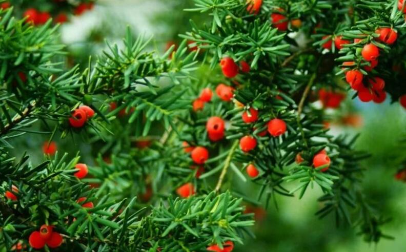 紅豆杉的修剪方法圖，注意抹芽、摘心、短截的區(qū)別