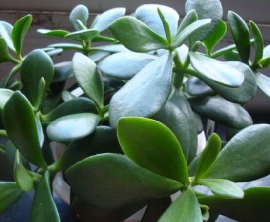 家里養(yǎng)玉樹有什么寓意，家庭和諧、事業(yè)順暢，學業(yè)有成