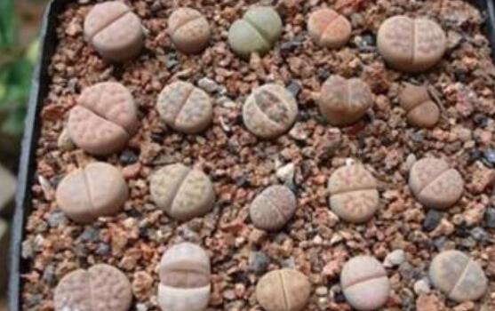 生石花怎么種植，做好六個(gè)步驟盆盆爆滿