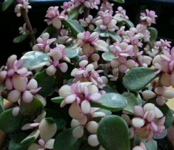 雅樂之舞怎么扦插，春季最佳/剪取生長(zhǎng)健壯枝條