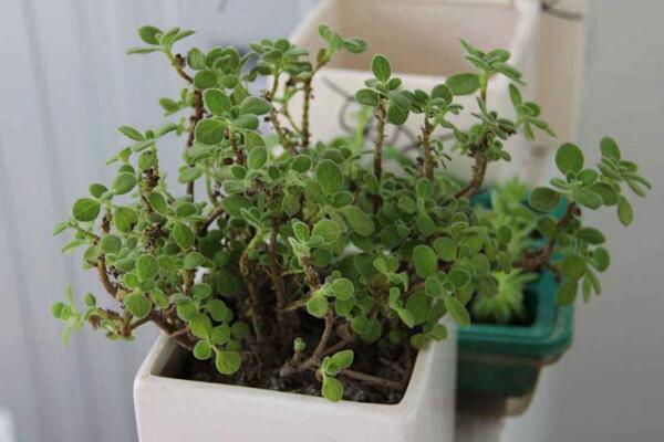 碰碰香能泡茶嗎，碰碰香泡茶作用非常明顯