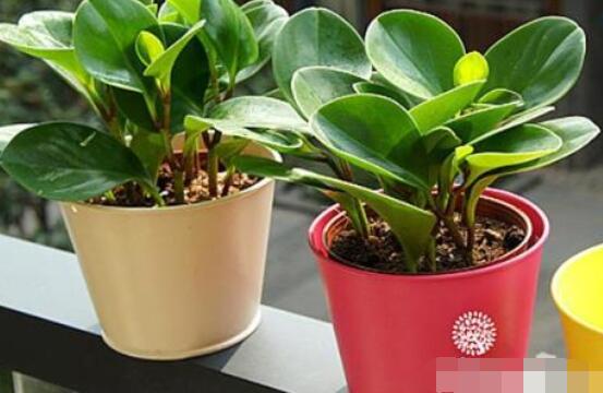 紫邊碧玉椒草的養(yǎng)殖方法和注意事項(xiàng)嗎，老農(nóng)教你六大基本養(yǎng)殖方法