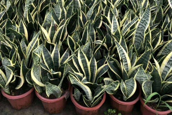 虎皮蘭為什么不長(zhǎng)新芽