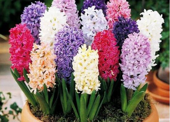 風(fēng)信子怎么施肥吸收效果最好，推薦兩種最見(jiàn)效的吸肥方法