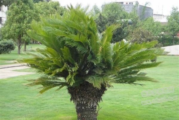 鐵樹怎樣整形修剪，鐵樹的修剪方法介紹