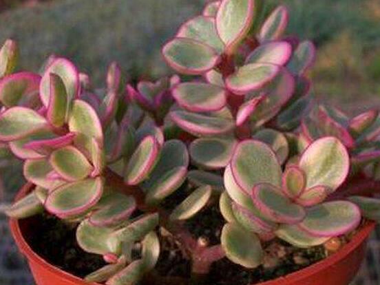 雅樂之舞怎么養(yǎng)才變紅，教你五種最快速變紅好方法