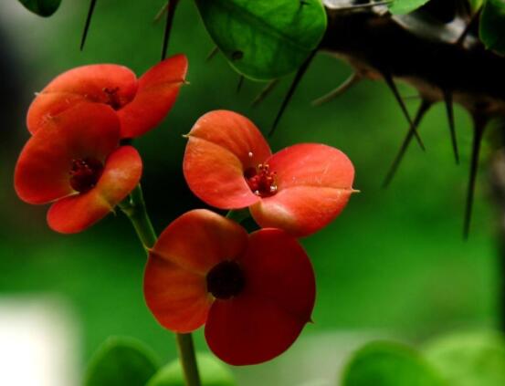 虎刺梅冬天養(yǎng)殖的禁忌，做好四個(gè)要點(diǎn)便可安然過(guò)冬