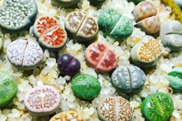 生石花冬天怎么養(yǎng)護