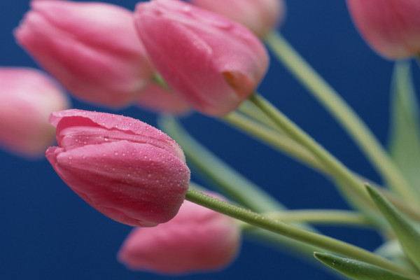 郁金香沒(méi)有土怎么養(yǎng)活