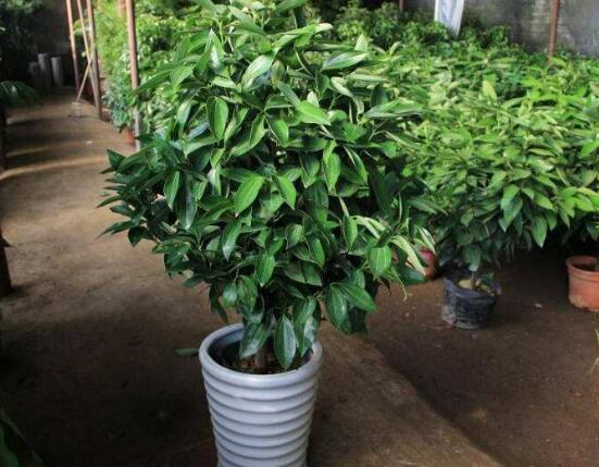 平安樹的花語(yǔ)，祈求平安、闔家幸福、萬(wàn)事如意