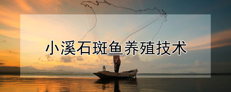 小溪石斑魚養(yǎng)殖技術