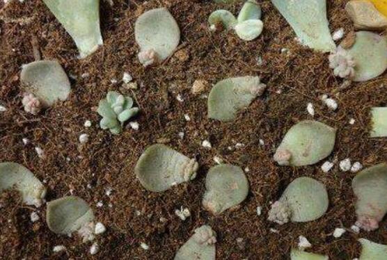 寶石花怎么繁殖，老農(nóng)總結(jié)四種繁殖方法(播種繁殖簡(jiǎn)單易學(xué))