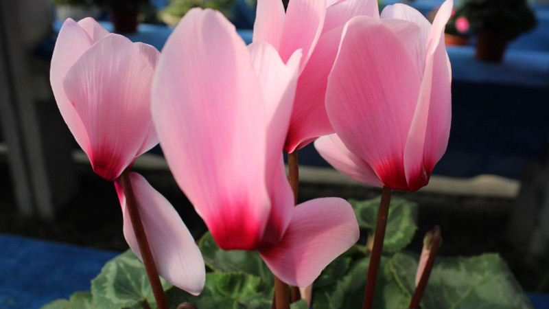 仙客來(lái)葉子發(fā)黃怎么辦